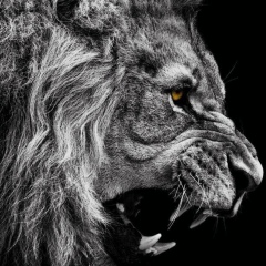 Shamil Ibaev, 07.11.1995, Грозный