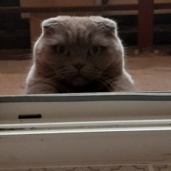 Светлана Смирнова, 25.01, Санкт-Петербург