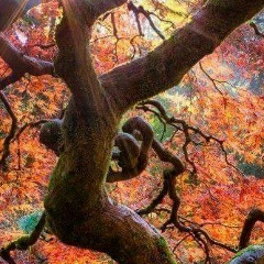 Waiyi Phoo, 05.10.1977