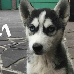 Anara Nara, 15.04, Алматы