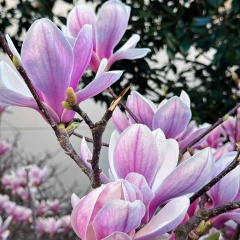 Наталья Нозирова, 15.01, Челябинск