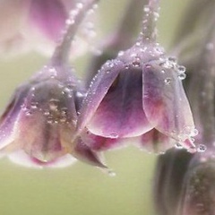 Любовь Крамаренко, 05.12.1945, Харьков