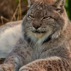 Ильшат Валитов, 21.12.1978, Салават