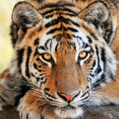 Надюша Авдееева, 25.06, Санкт-Петербург