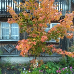 Аня Шуткина, 19.06.1982, Екатеринбург