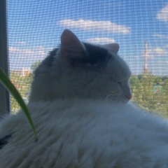 Вячеслав Вашкевич, 09.07.2000, Киев