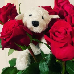 Че Ким, 31.12.1955, Санкт-Петербург