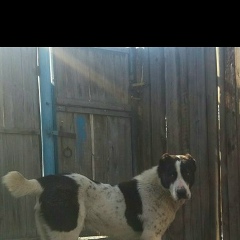 Алмас Курманов, 01.10.1987, Семей