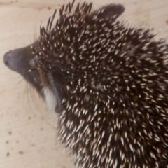 Ольга Васильева, 27.03.1980, Санкт-Петербург