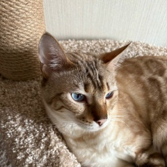 Никита Голубкин, 27.11.1983, Москва