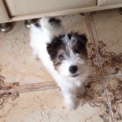 Вероника Грудьева, 18.06, Севастополь