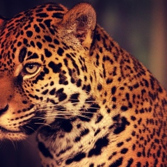 Арслан Мамаев, 22.01, Сочи