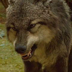 Шамиль Бабаев