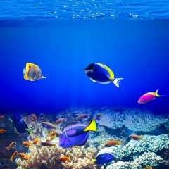 Aung Aung, 17.12.1978