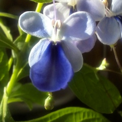 Лилия Саф, 03.07.1942