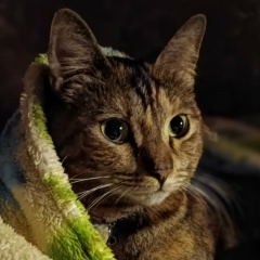 Денис Томашук, 31.05, Пушкин