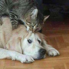 Антон Сараев, 12.06.1993