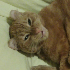 Александр Курьянов, Новороссийск