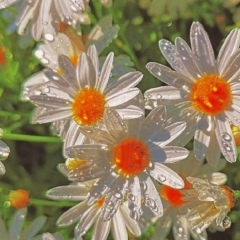 Zarina Urmantaewa, 10.05, Уфа