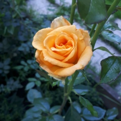 Светлана Могунова, 08.07.1988, Москва