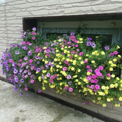 Анна Максимова, Санкт-Петербург