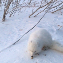 Рафис Галиев, 18.05.1961, Санкт-Петербург
