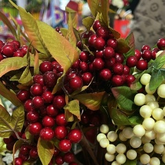 Айза Текиева, 10.06.1989, Грозный