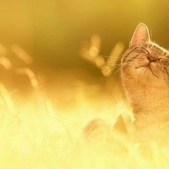 Ярослав Кирин, Москва