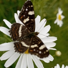 Валентинка Трошкова, Паша