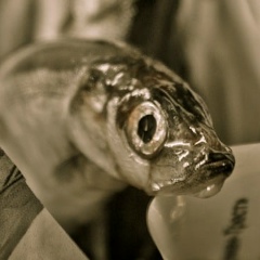 Денис Васильевич, 17.11.1982, Санкт-Петербург