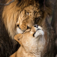 Zaure Suleimenova, 21.10, Los Angeles