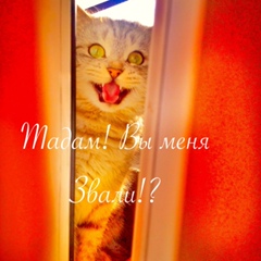 Бродяга Гулиев, 19.06, Москва