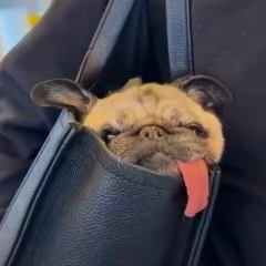Маша Мир, Санкт-Петербург