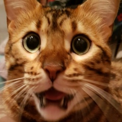 Андрей Коротков, 08.12, Ялта