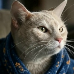 Наум Приходящий, Павлодар