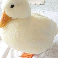 Анна Миронова, 03.01.1988, Москва