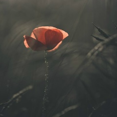 Надя Ананьева