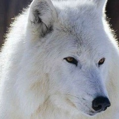 Мади Джайназаров, 06.01, Алматы