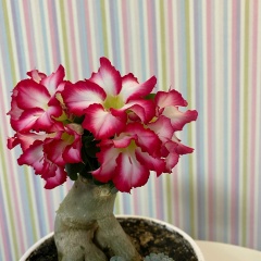 Анна Панкова, 12.03.1986, Козловка