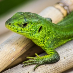 Алексей Павлицкий, 21.02, Тимашевск