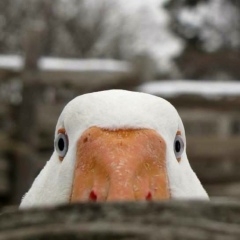 Евгений Гусев, 25.04.1975, Санкт-Петербург