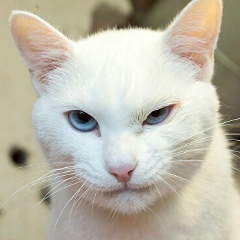 Эмануилл Квашинин, 15.04.1984, Chicago