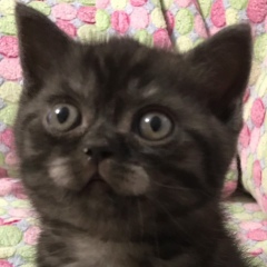 Владислав Чернобровкин, 01.01.1983, Ижевск