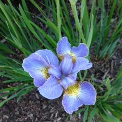 Елена Мулькова, 23.11