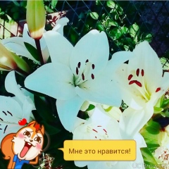 Курбанова Азиза, 05.04.1995, Москва