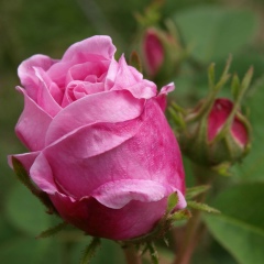 Ольга Кудрявцева, 02.01, Санкт-Петербург