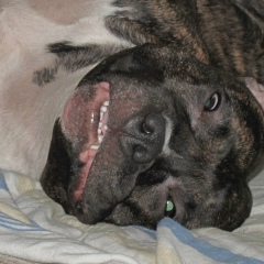 Кирилл Бердиган, 16.12.1982, Смоленск