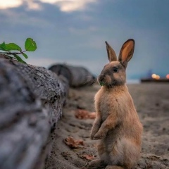 Екатерина Домке, Arbon