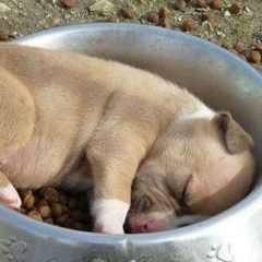 Константин Телишевский, 03.11.1986, Москва