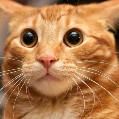 Владимир Татаренков